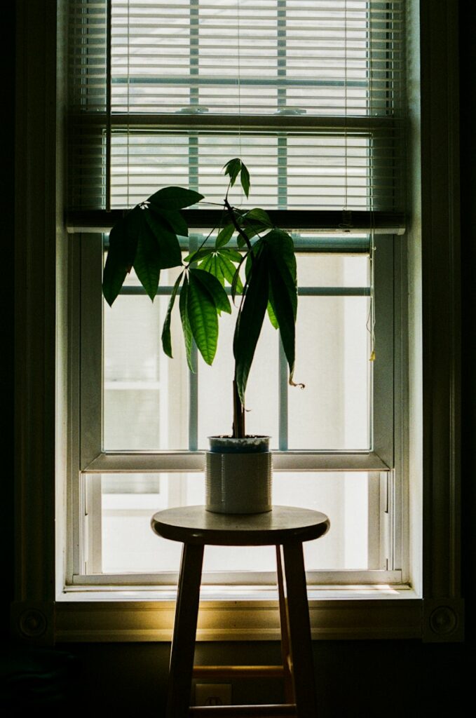 A houseplant sits by a window.