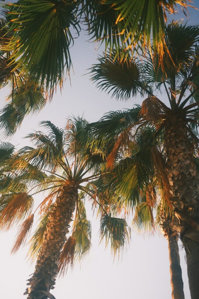 Palm trees reach for the sky in the sunlight.